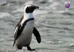Colonia de pingüinos en Sudáfrica es amenazada por presencia de turistas