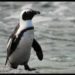 Colonia de pingüinos en Sudáfrica es amenazada por presencia de turistas