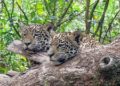 Parque Nacional de Argentina reintroduce yaguaretés