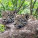 Parque Nacional de Argentina reintroduce yaguaretés