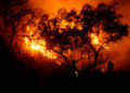 Deforestación y cambio climático traerá incendios más devastadores