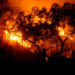 Deforestación y cambio climático traerá incendios más devastadores
