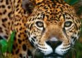 Denuncia de fotógrafo de National Geographic por explotación de jaguares en Cancún