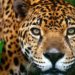 Denuncia de fotógrafo de National Geographic por explotación de jaguares en Cancún