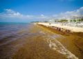Informan reducción de sargazo en mar Atlántico y Caribe mexicano