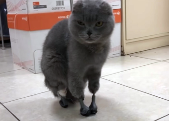 Dimka la gata que volvió a caminar gracias a prótesis intraóseas