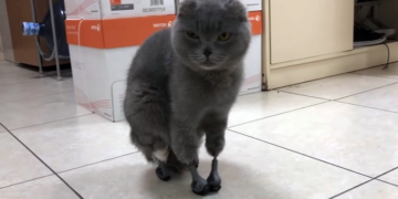 Dimka la gata que volvió a caminar gracias a prótesis intraóseas