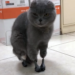 Dimka la gata que volvió a caminar gracias a prótesis intraóseas