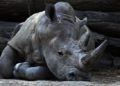 Mueren 57 animales en un incendio en un zoológico de Francia