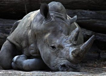 Mueren 57 animales en un incendio en un zoológico de Francia