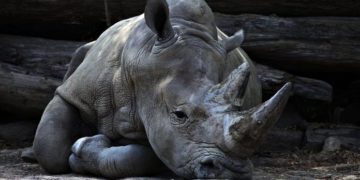 Mueren 57 animales en un incendio en un zoológico de Francia