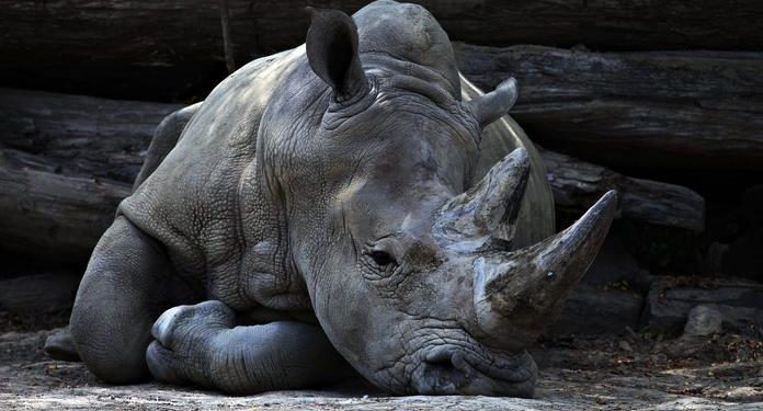 Mueren 57 animales en un incendio en un zoológico de Francia