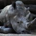 Mueren 57 animales en un incendio en un zoológico de Francia