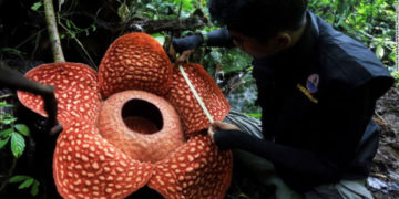 Descubren en Indonesia la flor más grande del mundo, mide 1 metro de diámetro