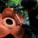 Descubren en Indonesia la flor más grande del mundo, mide 1 metro de diámetro