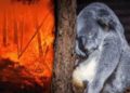 Declaran a los koalas ‘funcionalmente extintos’