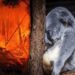 Declaran a los koalas ‘funcionalmente extintos’