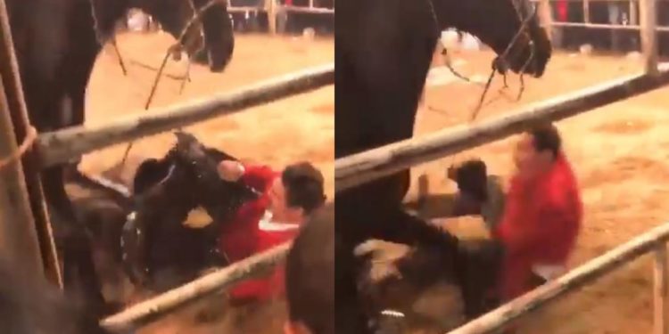 José Manuel Figueroa se cayó de su caballo en medio de un espectáculo