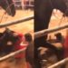 José Manuel Figueroa se cayó de su caballo en medio de un espectáculo