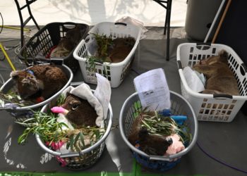 Improvisan hospitales para Koalas en Australia