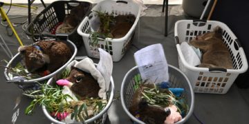Improvisan hospitales para Koalas en Australia
