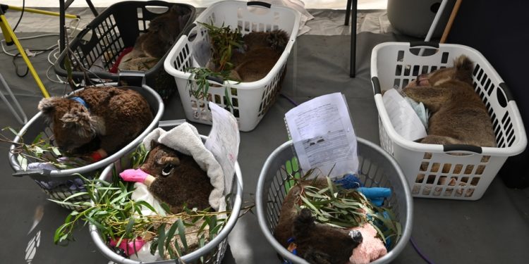 Improvisan hospitales para Koalas en Australia