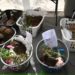 Improvisan hospitales para Koalas en Australia