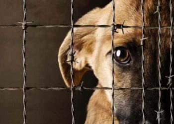 Propone regidora reglamento de cuidado animal