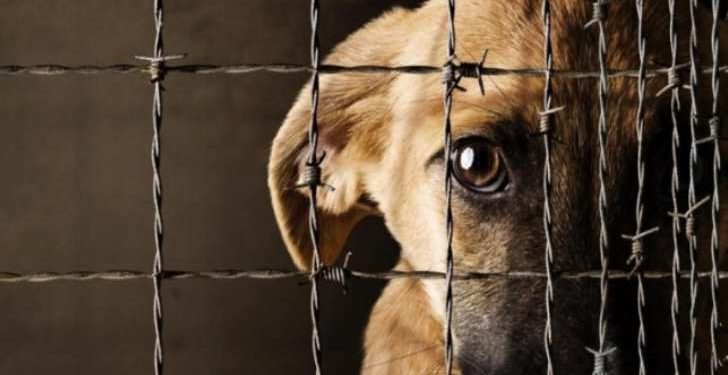 Propone regidora reglamento de cuidado animal