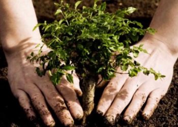 Diputados federales buscan empoderar a la mujer en el ámbito del medio ambiente