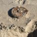Encuentran mina de la II Guerra Mundial en playa de Florida