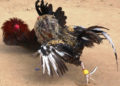 En pelea de gallos espectador muere tras ataque de un gallo