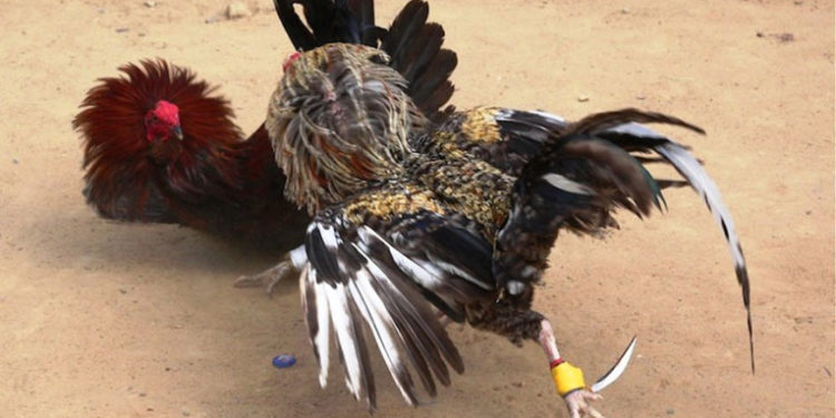 En pelea de gallos espectador muere tras ataque de un gallo