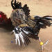 En pelea de gallos espectador muere tras ataque de un gallo