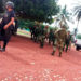 Mueren 11 sicarios en enfrentamiento con militares en Tamaulipas