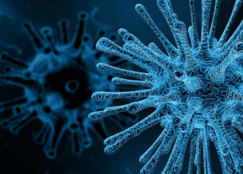 Descubren virus que podría abrir el camino a una vacuna universal