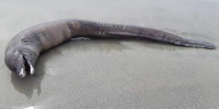 Aparece criatura extraña en playas del Pacífico