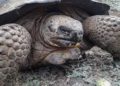 Los restos de una prehistórica tortuga gigante  hallados en Sudamérica