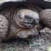 Los restos de una prehistórica tortuga gigante  hallados en Sudamérica