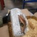 Personal militar aseguró 12 kilos de marihuana en Aeropuerto Potosino