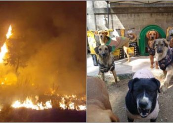 ¡Tragedia! Incendio afecta albergue de perros, gatos y borregos en Chalco, Edomex