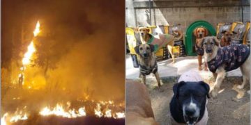 ¡Tragedia! Incendio afecta albergue de perros, gatos y borregos en Chalco, Edomex