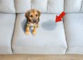 El remedio casero que evitará que perros y gatos se orinen en tu casa