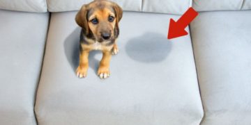 El remedio casero que evitará que perros y gatos se orinen en tu casa