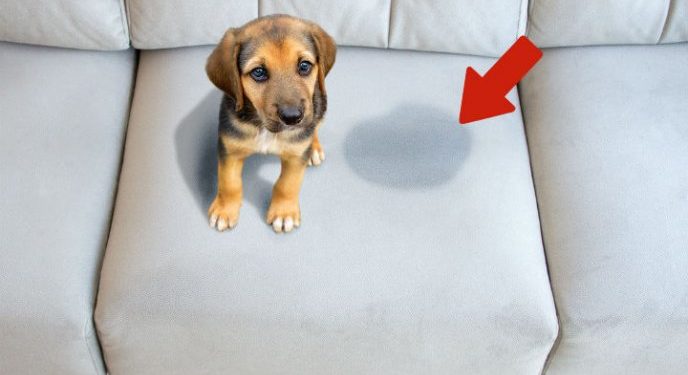 El remedio casero que evitará que perros y gatos se orinen en tu casa
