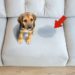 El remedio casero que evitará que perros y gatos se orinen en tu casa