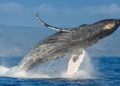 Ballenas jorobadas a salvo, pasaron de 450 a 25.000 ejemplares