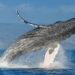 Ballenas jorobadas a salvo, pasaron de 450 a 25.000 ejemplares