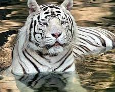 Inteligencia artificial para salvar al tigre de Bengala