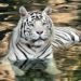 Inteligencia artificial para salvar al tigre de Bengala